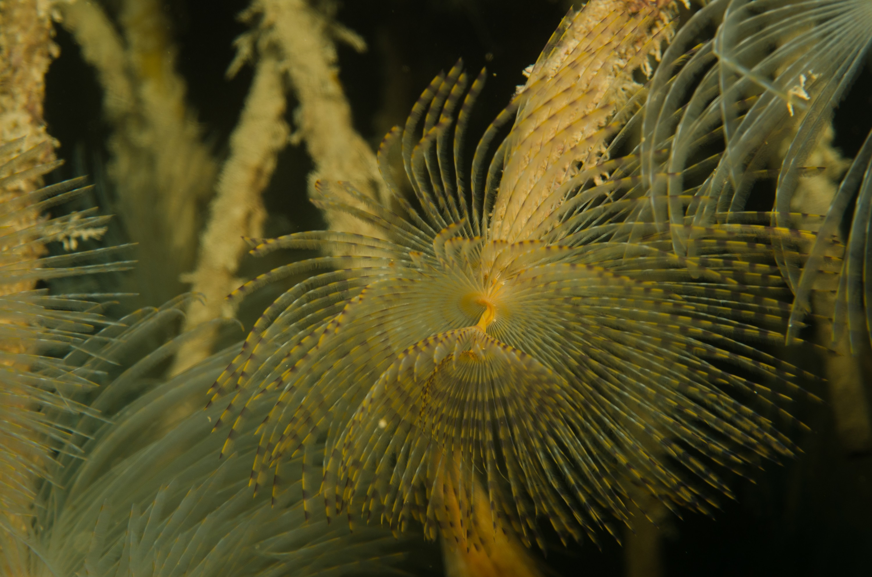 DSC_3241 – Mediterranean, fanworm, Sabella, spallanzanii, marine, pest, Auckland, underwater, crispin, nz, new, zealand, new zealand, fan, worm, marine, pest, invasive, Biosecurity
